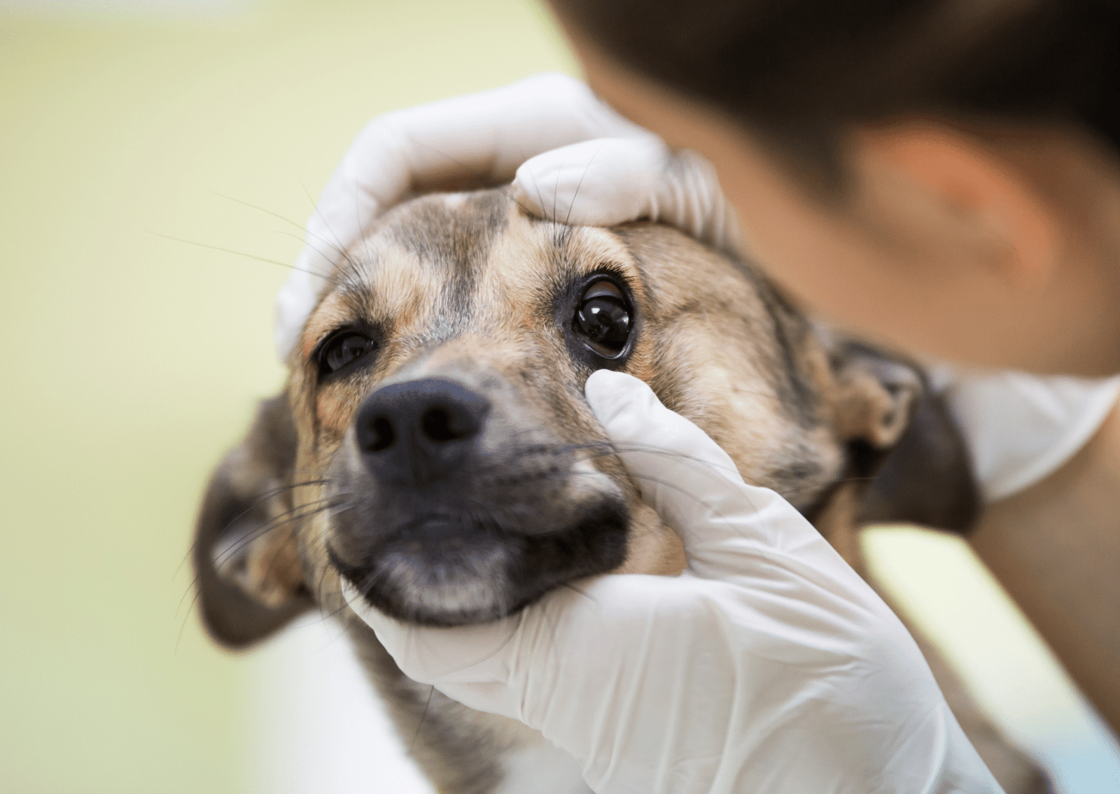 犬と猫の目の病気について｜早期発見で大切な視力を守る！ - くま