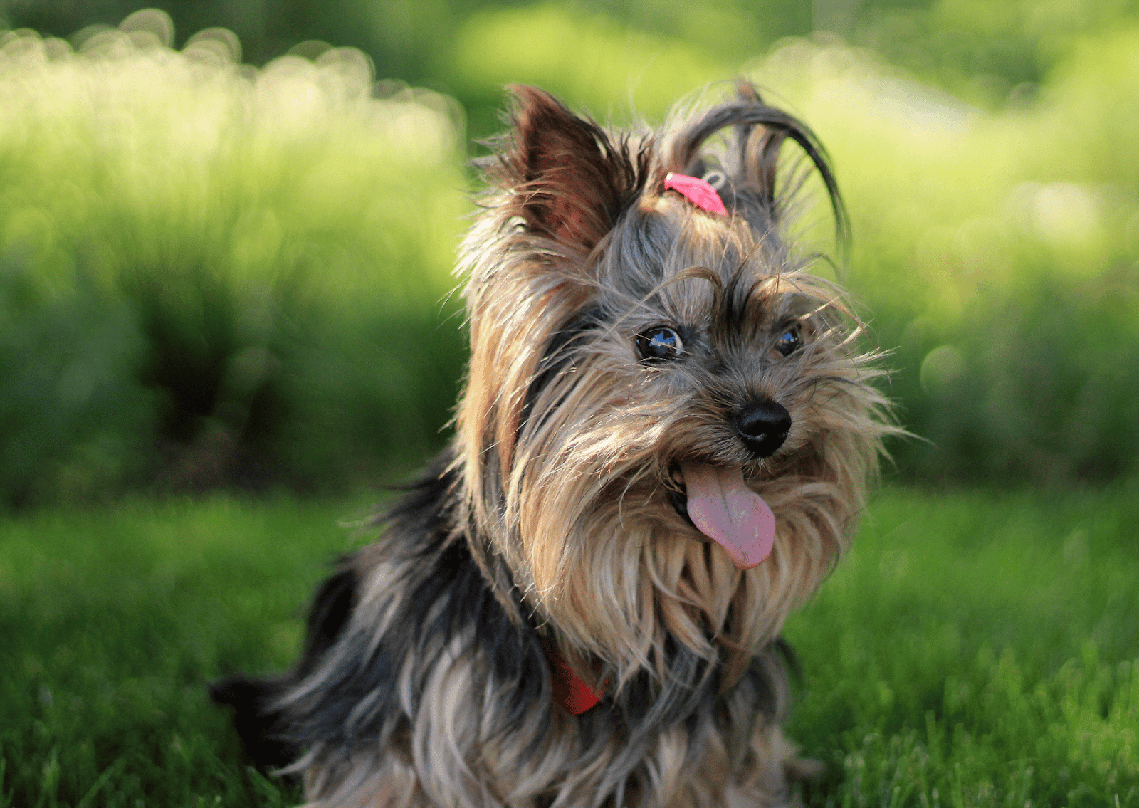 犬と猫のマイボーム腺炎について｜まぶたの腫れやニキビ、放っておくと